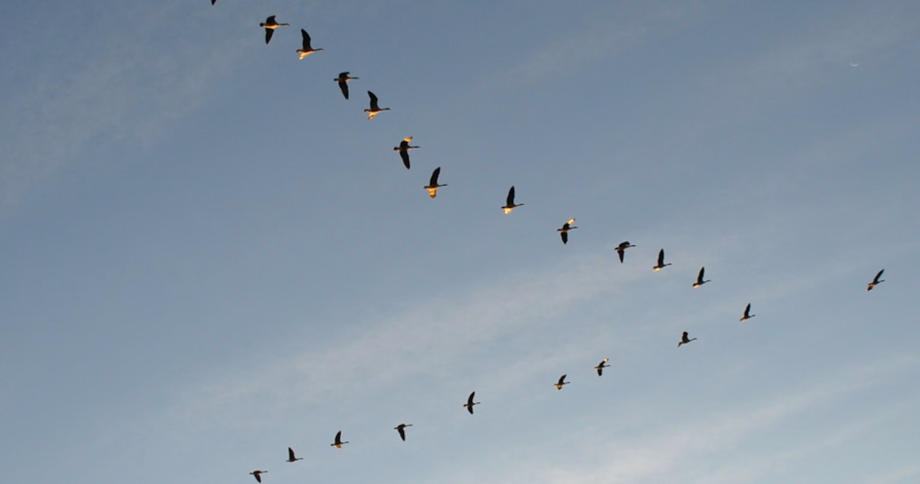 Complex adaptive systems
